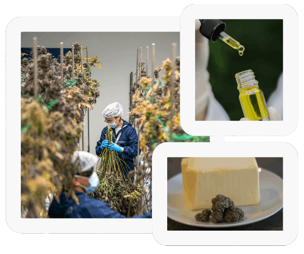 Cannabis cultivators, processors and manufacturers
