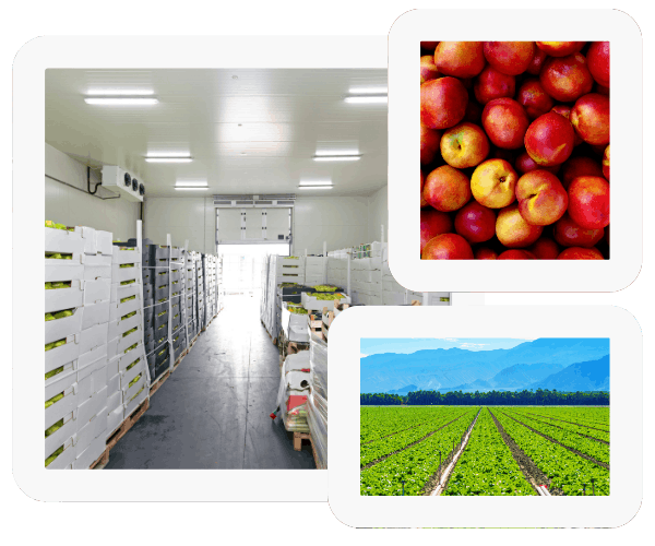 Fresh produce processors, frozen fruit processors, canned fruit, importers, exporters