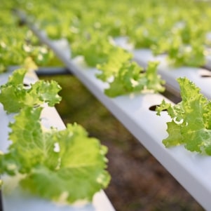 Lettuce producing