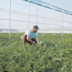 Worker in a produce field